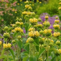 Hardy Jerusalem Sage (Phlomis) -Cheap Plant & Flowers Store phlomis russeliana lampwick plant jerusalum sage 2