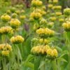 Hardy Jerusalem Sage (Phlomis) -Cheap Plant & Flowers Store phlomis russeliana lampwick plant jerusalum sage 3
