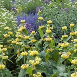 Hardy Jerusalem Sage (Phlomis) -Cheap Plant & Flowers Store phlomis russeliana lampwick plant jerusalum sage 4