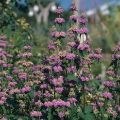 Kashmir False Sage (Phlomis) 9 Kashmir False Sage (Phlomis) -Cheap Plant & Flowers Store phlomis cashmeriana 77103 3 web