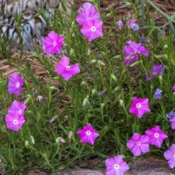 Perfect Pink Santa Fe Phlox -Cheap Plant & Flowers Store phlox nana perfect pink 1