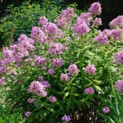 Jeana Garden Phlox -Cheap Plant & Flowers Store phlox paniculata jeana flowers