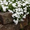 Snowflake Creeping Phlox -Cheap Plant & Flowers Store phlox subulata snowflake 1