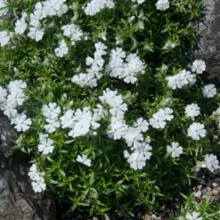 Snowflake Creeping Phlox -Cheap Plant & Flowers Store phlox subulata snowflake 2