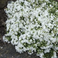 Snowflake Creeping Phlox -Cheap Plant & Flowers Store phlox subulata snowflake 3