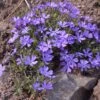 Violet Pinwheels Phlox 1 Violet Pinwheels Phlox -Cheap Plant & Flowers Store phlox violet pinwheels 1