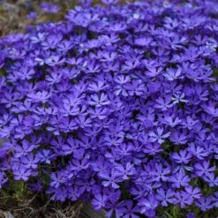 Violet Pinwheels Phlox -Cheap Plant & Flowers Store phlox violet pinwheels 3