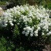 David Garden Phlox -Cheap Plant & Flowers Store phlox david 1 1 7