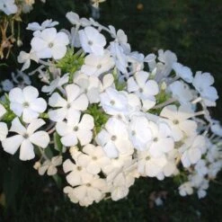 David Garden Phlox 8 David Garden Phlox -Cheap Plant & Flowers Store phlox david 1 2