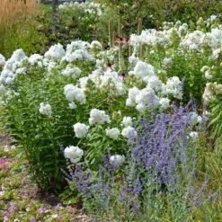 David Garden Phlox 9 David Garden Phlox -Cheap Plant & Flowers Store phlox david and perovskia 2 1 1