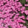 Perfect Pink Santa Fe Phlox 2 Perfect Pink Santa Fe Phlox -Cheap Plant & Flowers Store phlox nana perfect pink 77114 web 1 1