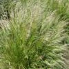 Pixie Fountain Tufted Hair Grass 1 Pixie Fountain Tufted Hair Grass -Cheap Plant & Flowers Store pixie fountain tufted hair grass