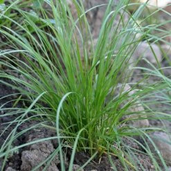 Pixie Fountain Tufted Hair Grass 5 Pixie Fountain Tufted Hair Grass -Cheap Plant & Flowers Store pixie fountain tufted hair grass 2