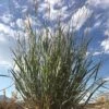Mini Oat Grass (Poa) -Cheap Plant & Flowers Store poa secunda var juncifolia sky