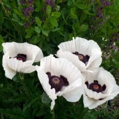 Royal Wedding Oriental Poppy -Cheap Plant & Flowers Store poppy royal wedding and baptisia twilight ablanton