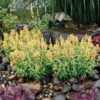 Poquito™ Butter Yellow Agastache -Cheap Plant & Flowers Store poquito butter yellow agastache 1