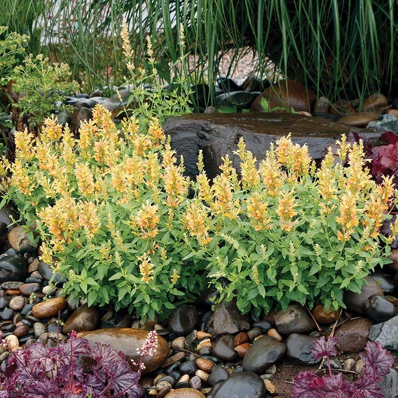 Poquito™ Butter Yellow Agastache 3 Poquito™ Butter Yellow Agastache