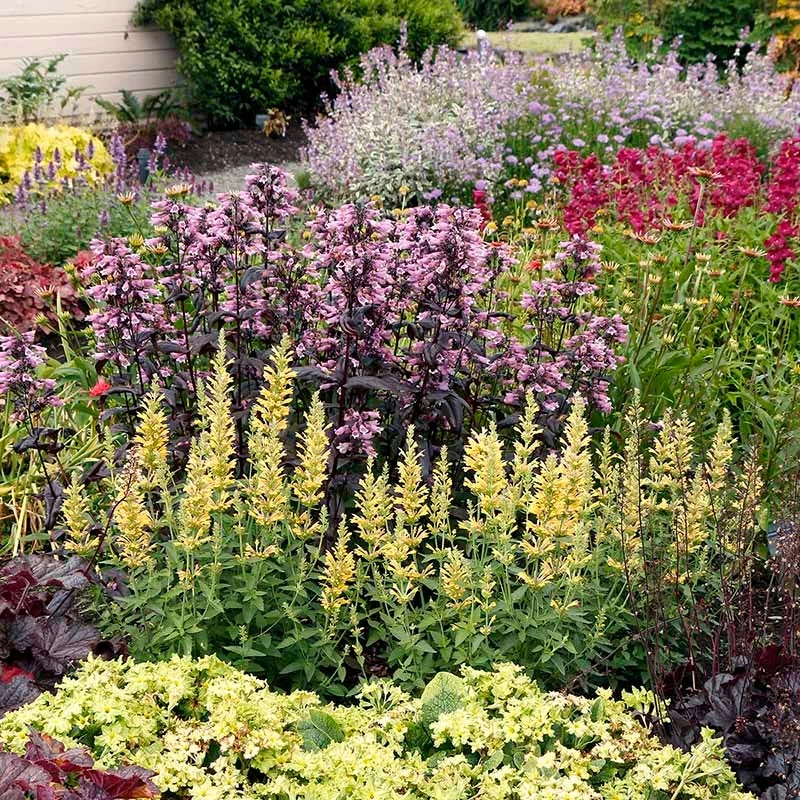 Poquito™ Butter Yellow Agastache 4 Poquito™ Butter Yellow Agastache - Image 2