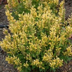 Poquito™ Butter Yellow Agastache 9 Poquito™ Butter Yellow Agastache -Cheap Plant & Flowers Store poquito butter yellow agastache 3