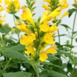 Poquito™ Butter Yellow Agastache 10 Poquito™ Butter Yellow Agastache -Cheap Plant & Flowers Store poquito butter yellow agastache 4
