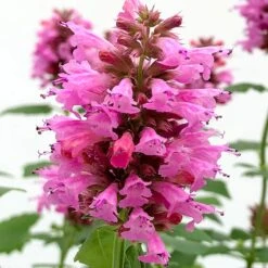 Poquito™ Lavender Agastache -Cheap Plant & Flowers Store poquito lavender agastache close up
