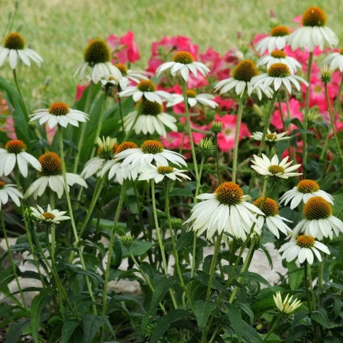 PowWow® White Echinacea 5 PowWow® White Echinacea - Image 3