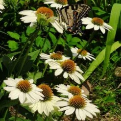 PowWow® White Echinacea 9 PowWow® White Echinacea -Cheap Plant & Flowers Store powwow white coneflower 1