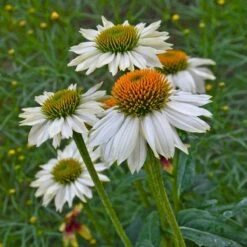 PowWow® White Echinacea 7 PowWow® White Echinacea -Cheap Plant & Flowers Store powwow white echinacea walters garden 1