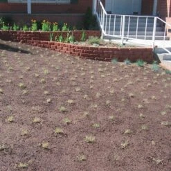 Prestige™ Buffalo Grass Plugs 11 Prestige™ Buffalo Grass Plugs -Cheap Plant & Flowers Store prestige just planted plugs close 1