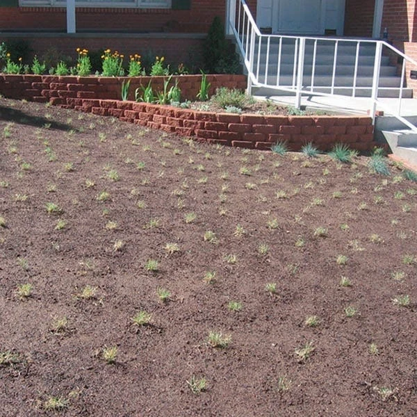 Prestige™ Buffalo Grass Plugs 7 Prestige™ Buffalo Grass Plugs - Image 5