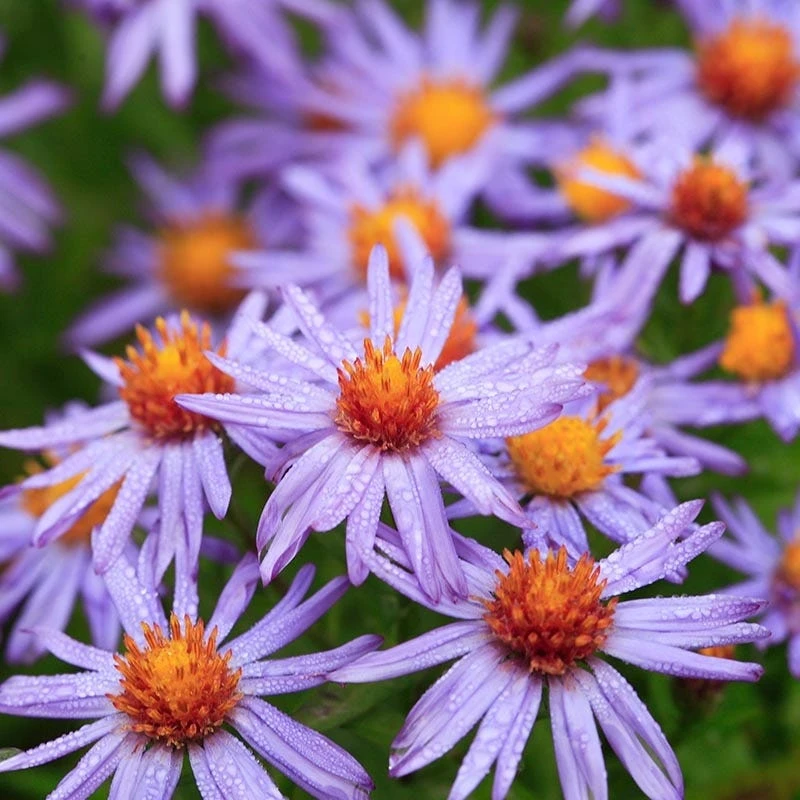 Professor Kippenberg New York Aster 3 Professor Kippenberg New York Aster