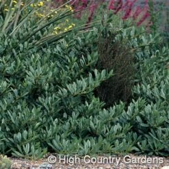 Pawnee Buttes® Sand Cherry (Prunus) 8 Pawnee Buttes® Sand Cherry (Prunus) -Cheap Plant & Flowers Store prunus besseyi pawnee buttes4 1