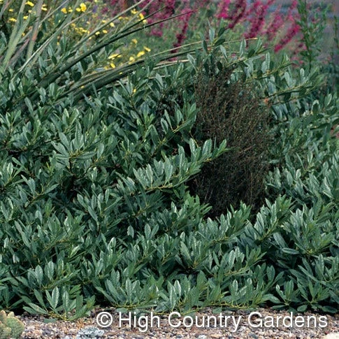 Pawnee Buttes® Sand Cherry (Prunus) 5 Pawnee Buttes® Sand Cherry (Prunus) - Image 3
