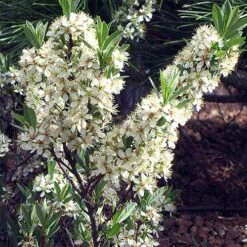 Pawnee Buttes® Sand Cherry (Prunus) 9 Pawnee Buttes® Sand Cherry (Prunus) -Cheap Plant & Flowers Store prunus besseyi pawnee buttes 2