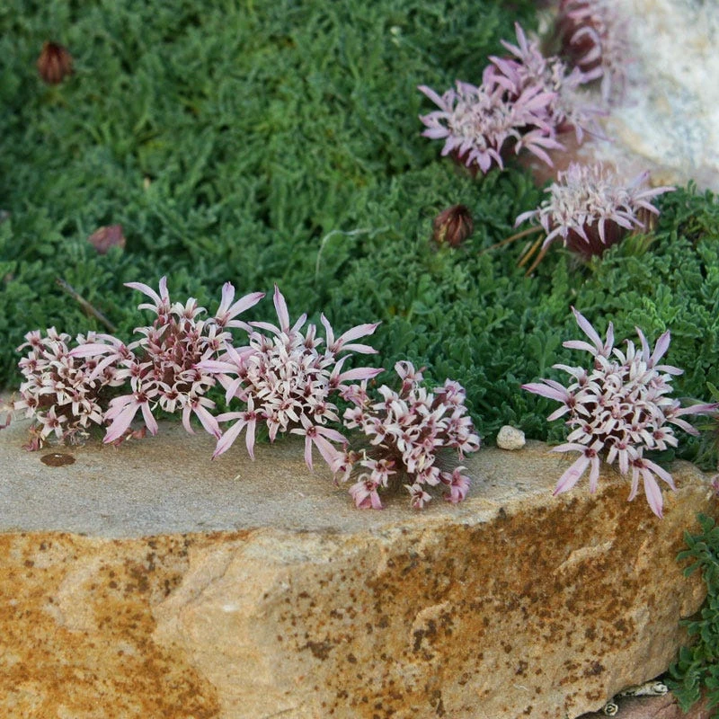 Carpeting Pincushion Flower (Pterocephalus) 4 Carpeting Pincushion Flower (Pterocephalus) - Image 2