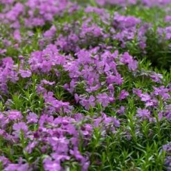 Purple Beauty Creeping Phlox -Cheap Plant & Flowers Store purple beauty creeping phlox groundcover 3