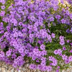 Purple Beauty Creeping Phlox -Cheap Plant & Flowers Store purple beauty creeping phlox rock garden