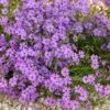 Purple Beauty Creeping Phlox -Cheap Plant & Flowers Store purple beauty creeping phlox rock garden 1