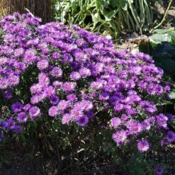 Purple Dome New England Aster -Cheap Plant & Flowers Store purple dome ne aster 3