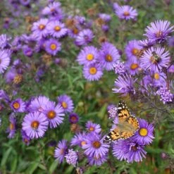 Purple Dome New England Aster -Cheap Plant & Flowers Store purple dome ne aster 4