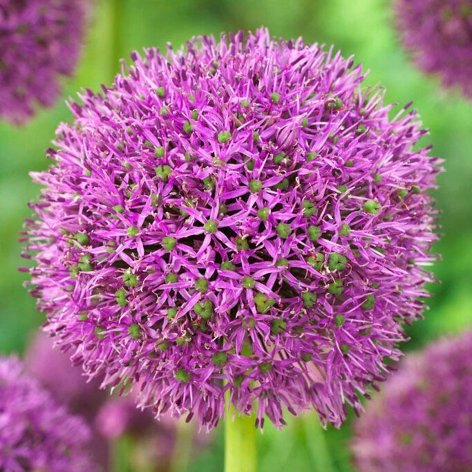 Purple Suze Allium 2 Purple Suze Allium