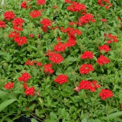 Red Devil Perennial Verbena 7 Red Devil Perennial Verbena -Cheap Plant & Flowers Store red devils perennials verbena 2