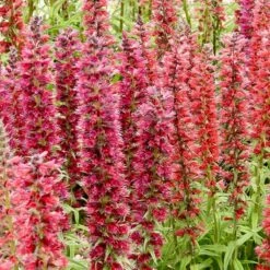 Red Feathers (Echium) 8 Red Feathers (Echium) -Cheap Plant & Flowers Store red feathers 2