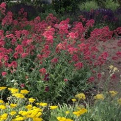 Red Valerian (Centranthus) -Cheap Plant & Flowers Store red valerian 1