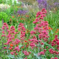 Red Valerian (Centranthus) -Cheap Plant & Flowers Store red valerian