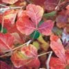 Gro-Low Sumac (Rhus) -Cheap Plant & Flowers Store rhus aromatica gro low