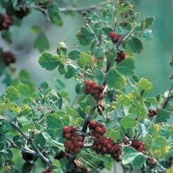Three-Leaf Sumac (Rhus) 7 Three-Leaf Sumac (Rhus) -Cheap Plant & Flowers Store rhus trilobata 1 1