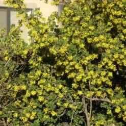 Crandall's Clove Scented Currant (Ribes) 9 Crandall's Clove Scented Currant (Ribes) -Cheap Plant & Flowers Store ribes odoratum crandali close up of flwr
