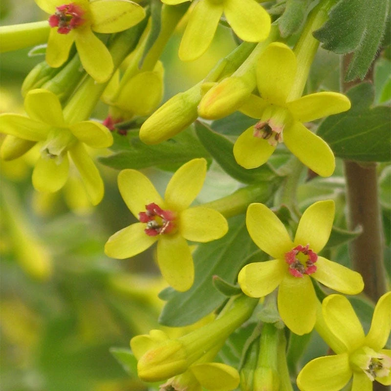 Crandall's Clove Scented Currant (Ribes) 4 Crandall's Clove Scented Currant (Ribes) - Image 2