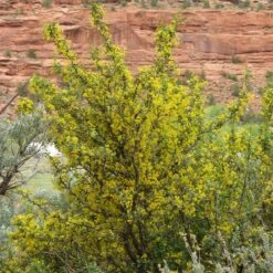 Crandall's Clove Scented Currant (Ribes) 8 Crandall's Clove Scented Currant (Ribes) -Cheap Plant & Flowers Store ribes odoratum crandall mature